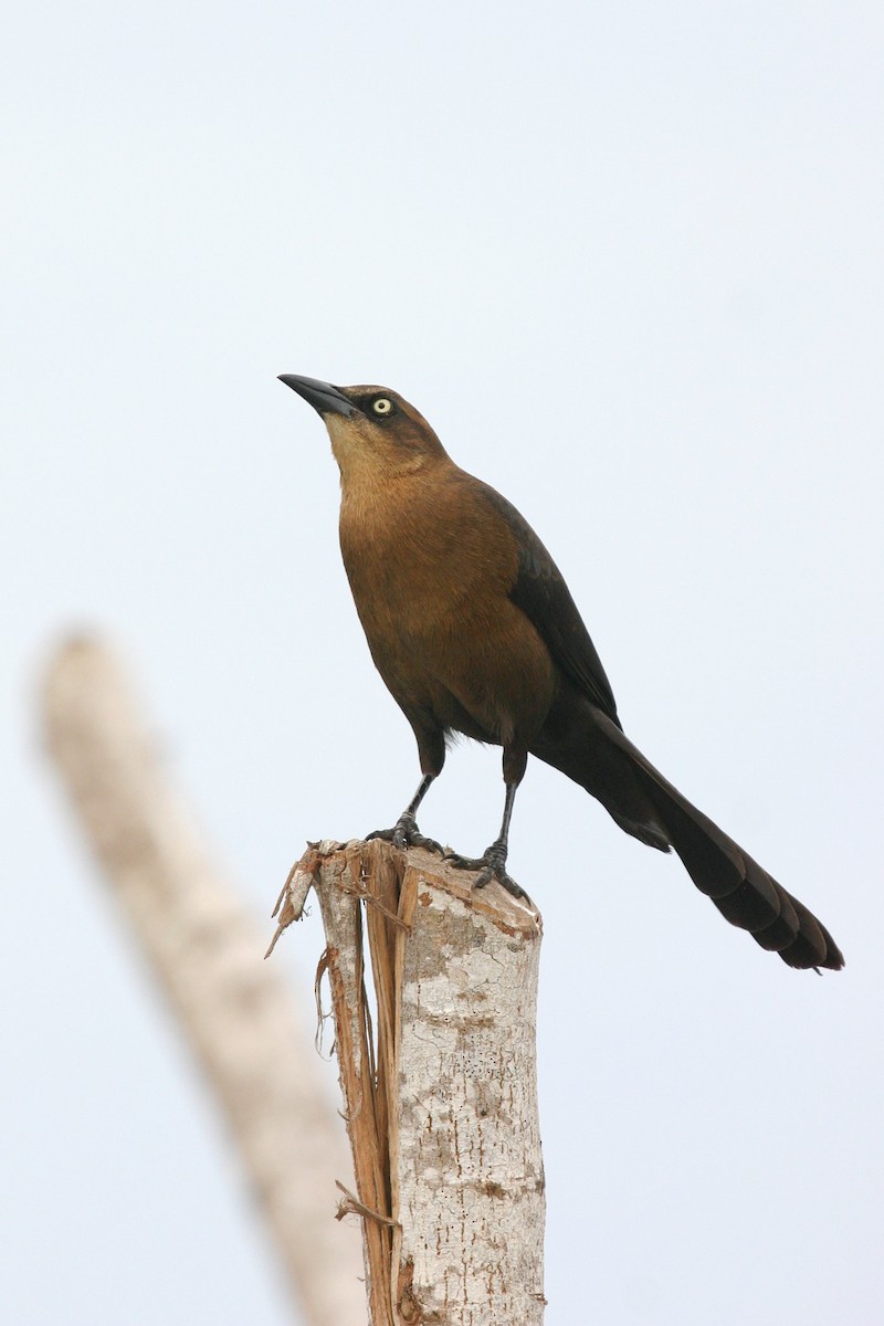 Great-tailed Grackle - ML36865531