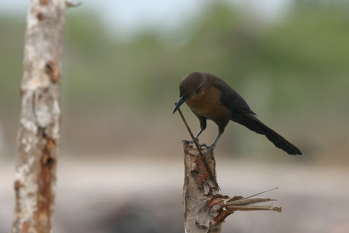 Great-tailed Grackle - ML36865541