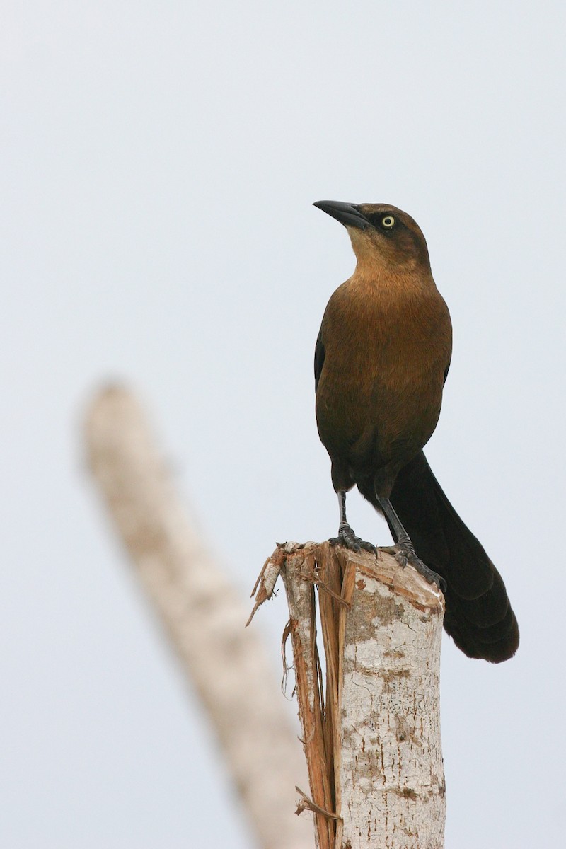 Great-tailed Grackle - ML36865551