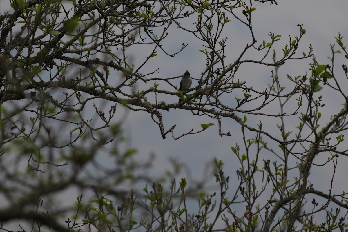 Southern Tropical Pewee - ML368661911