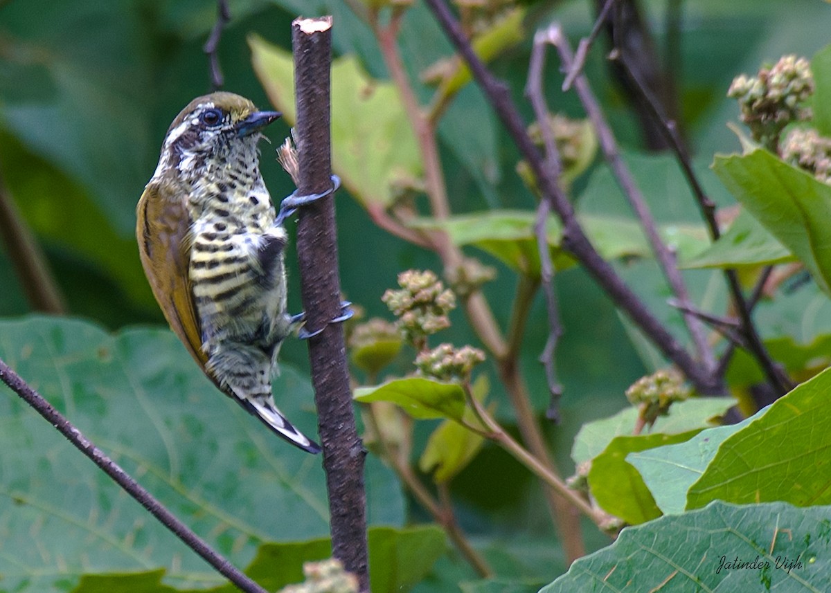 Speckled Piculet - ML368666091