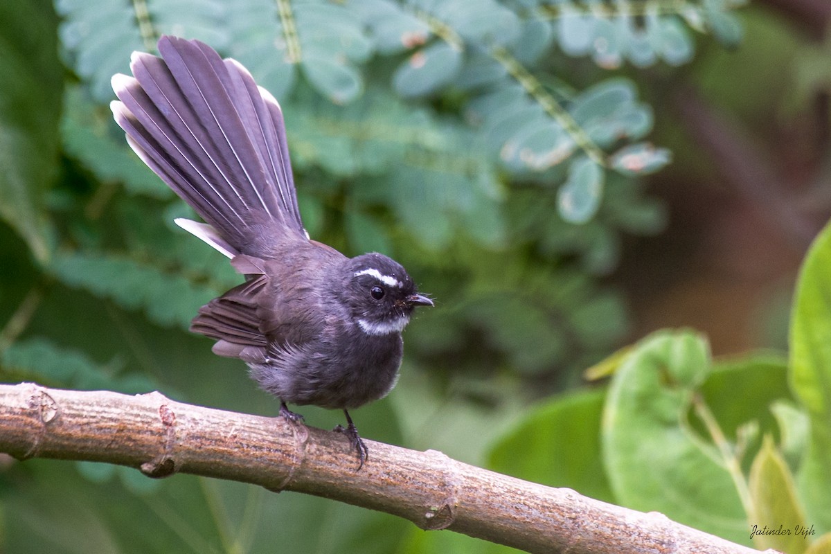 White-throated Fantail - ML368666721