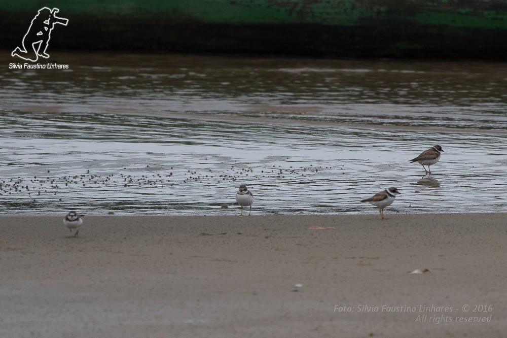 Semipalmated Plover - ML36868681