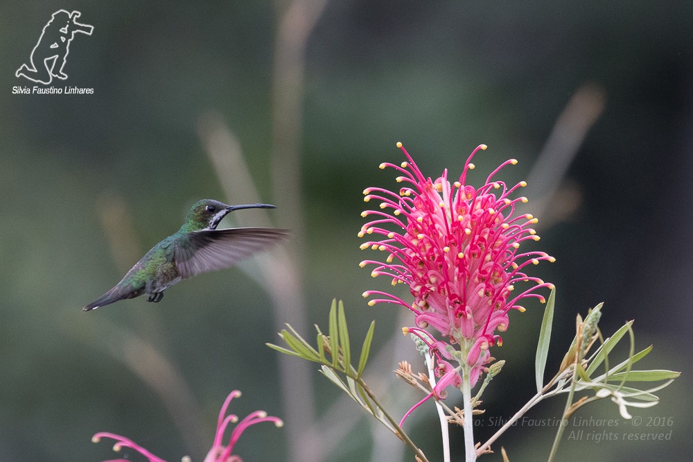 kolibřík tropický - ML36868771
