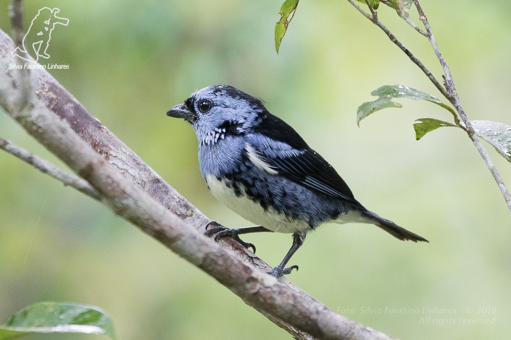 White-bellied Tanager - ML36868881