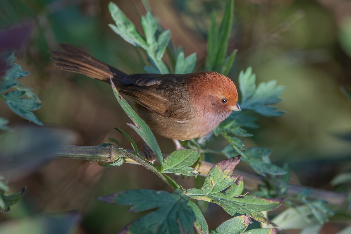 Brown-winged Parrotbill - ML368688991