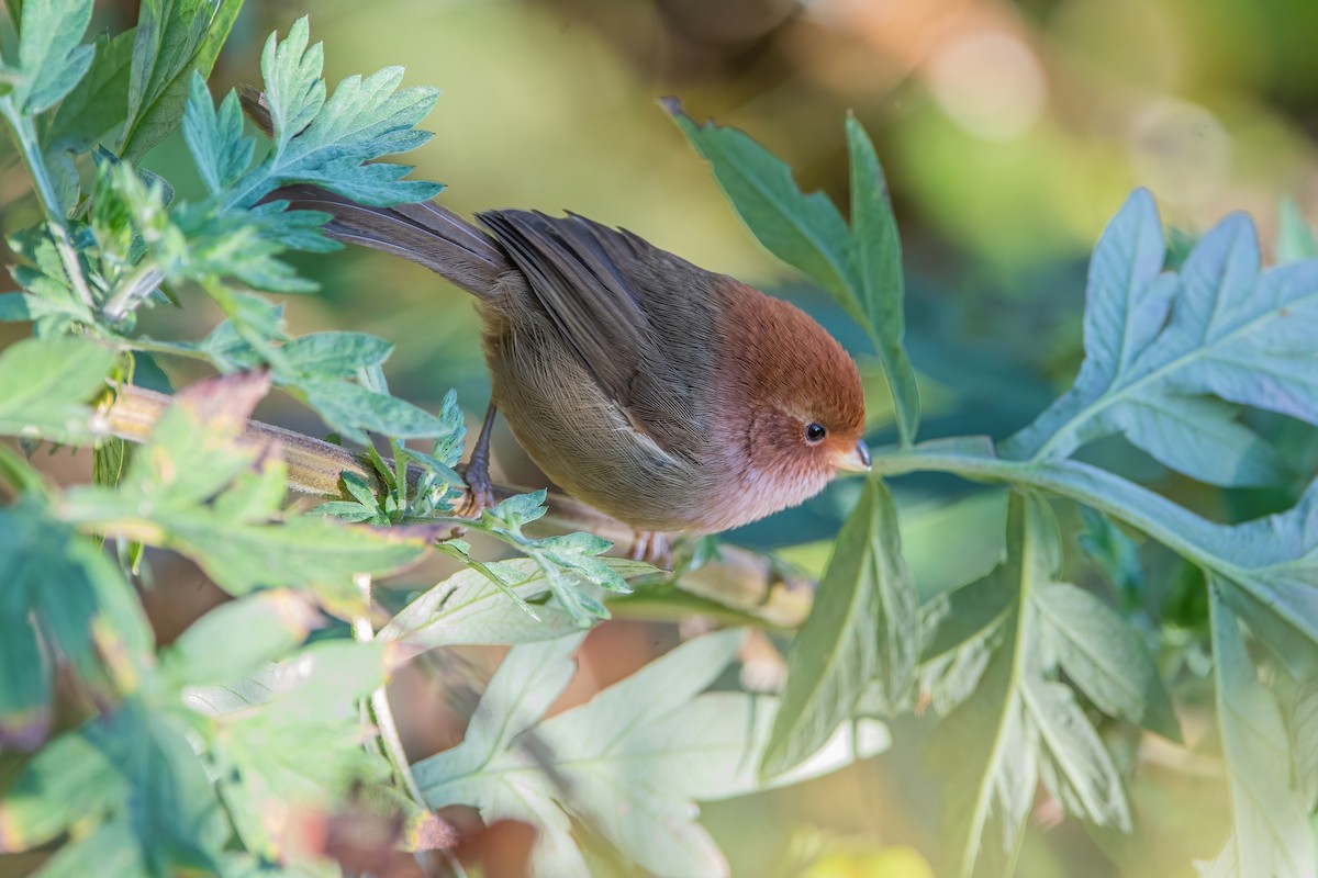 Brown-winged Parrotbill - ML368689001