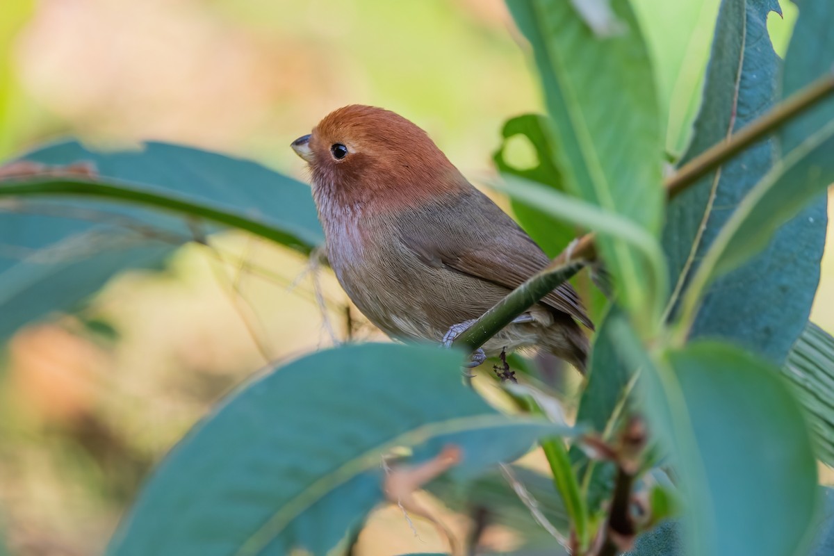 Brown-winged Parrotbill - ML368689321