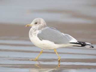 Short-billed Gull - Larus brachyrhynchus - Birds of the World