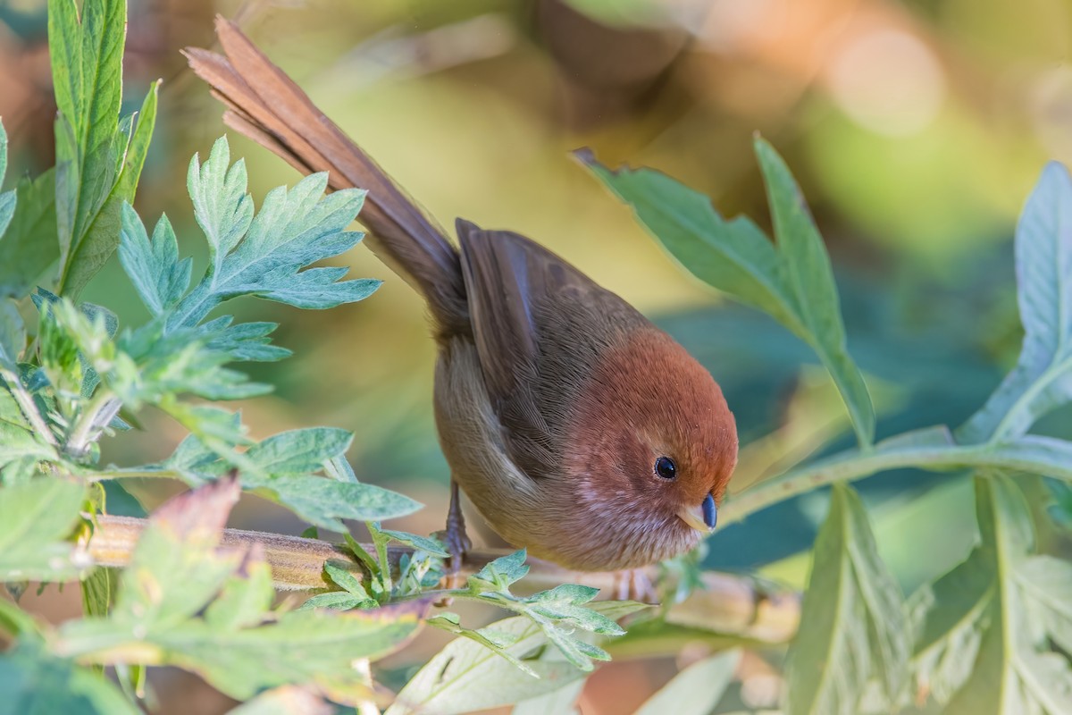 Brown-winged Parrotbill - ML368689531