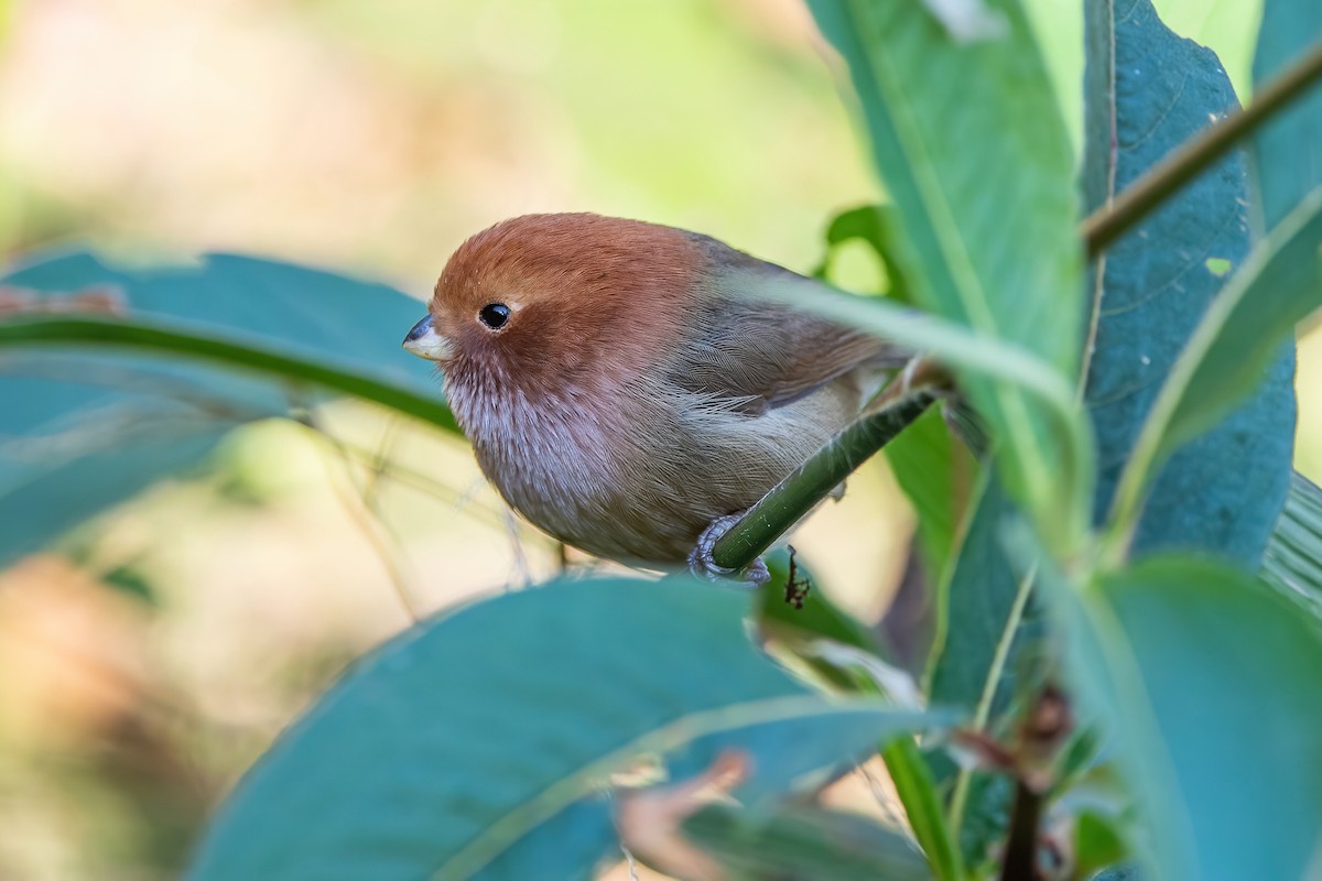 Brown-winged Parrotbill - ML368690401
