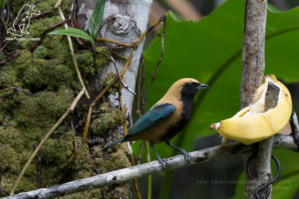 Burnished-buff Tanager - ML36869091