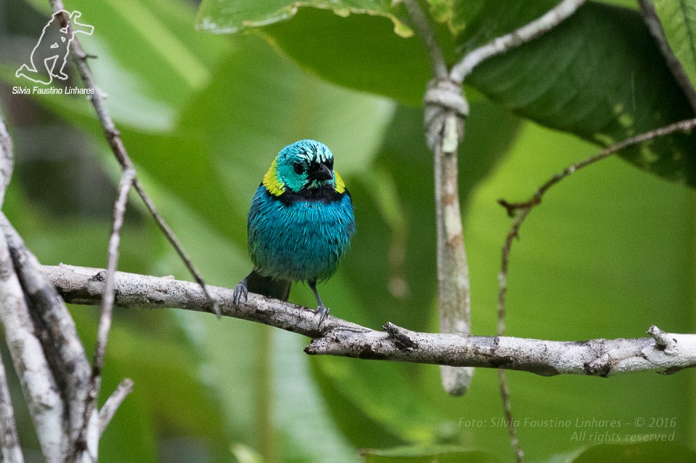 Green-headed Tanager - ML36869131
