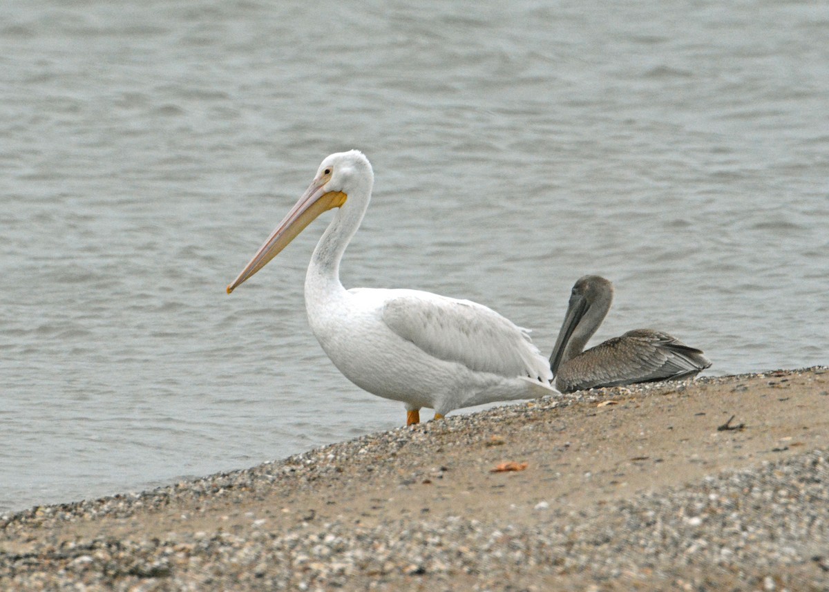pelikán severoamerický - ML36869171