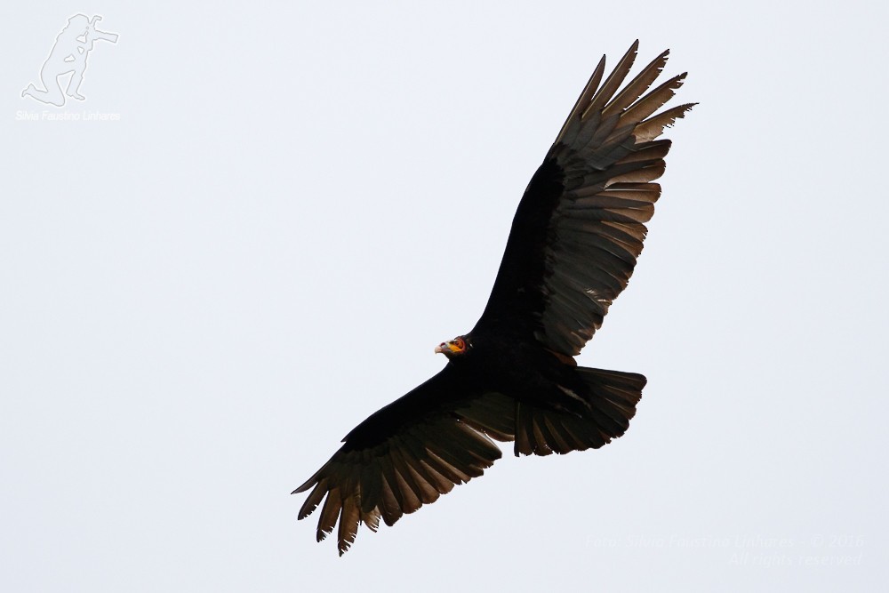 Lesser Yellow-headed Vulture - ML36869201