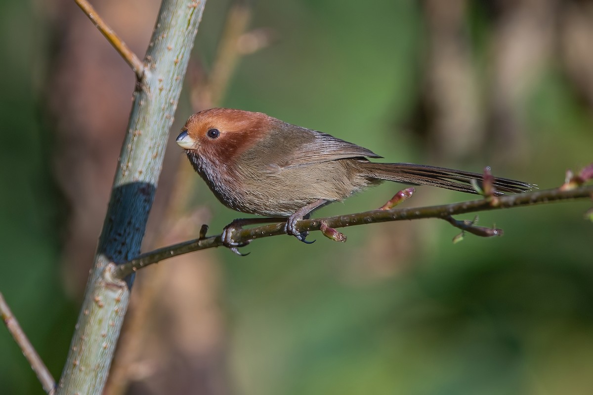 Brown-winged Parrotbill - ML368692341