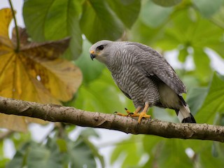  - Gray-lined Hawk