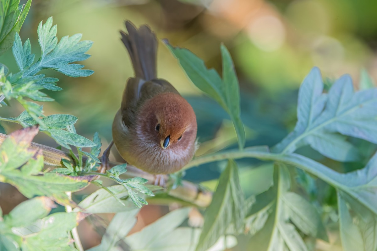 Brown-winged Parrotbill - ML368692731