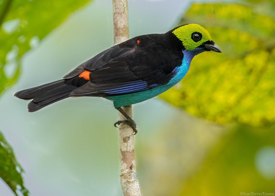 Paradise Tanager - ML368699121