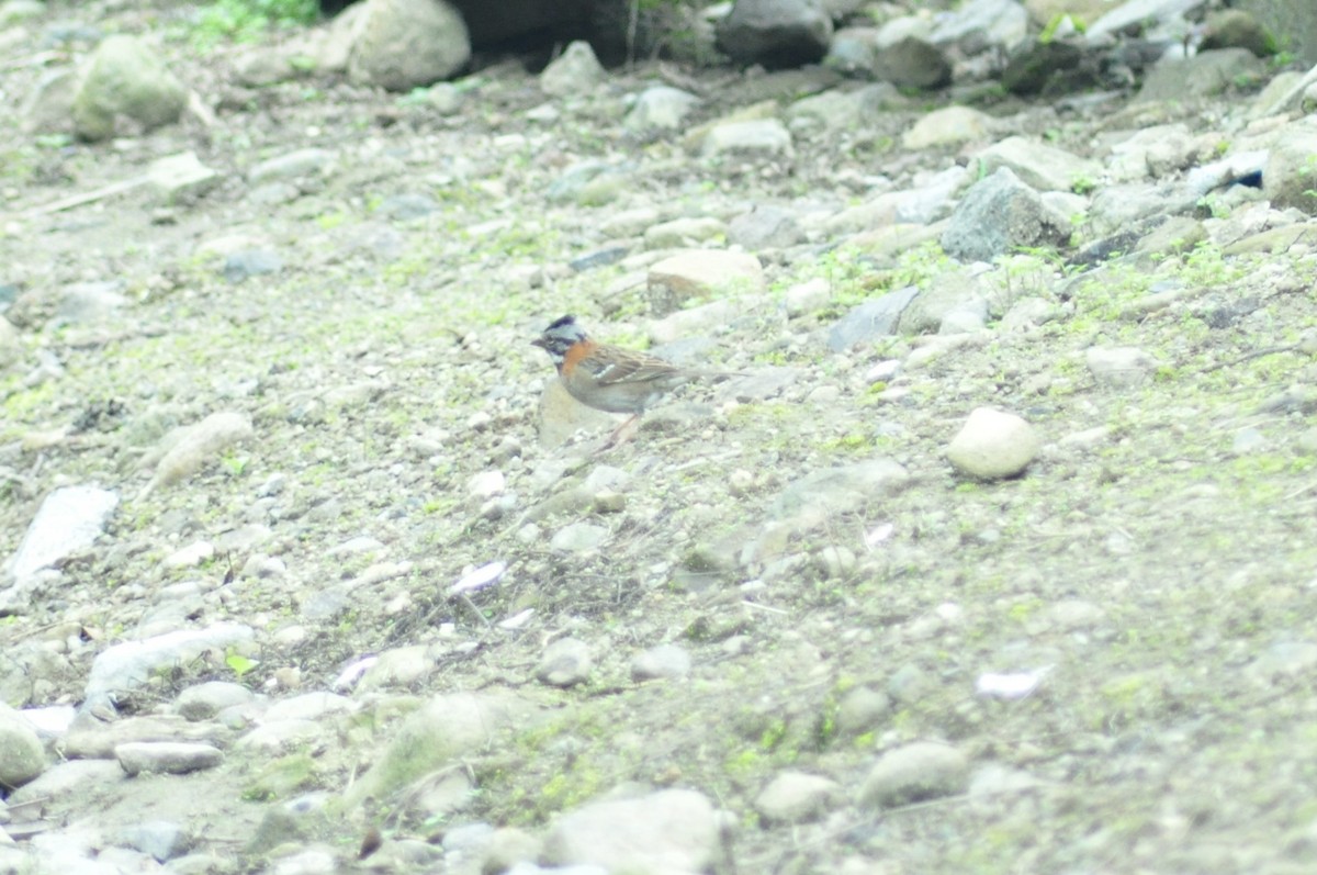 Rufous-collared Sparrow - ML368708491