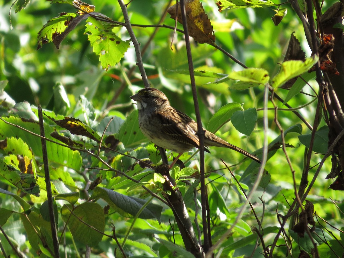 White-throated Sparrow - ML36871501