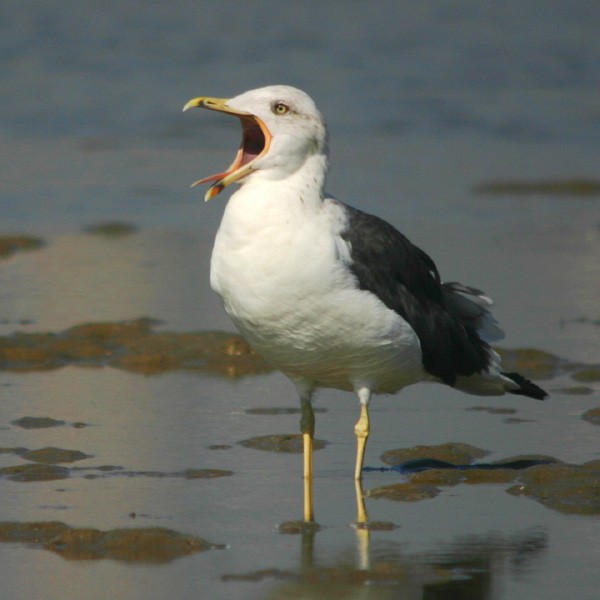 Lesser Black-backed Gull (Heuglin's) - Johnny Wilson