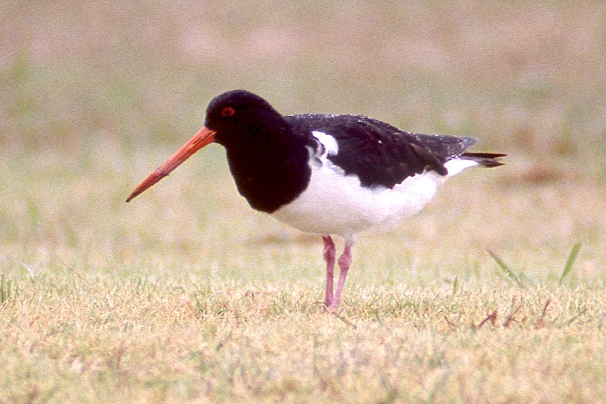 South Island Oystercatcher - Peter Woodall
