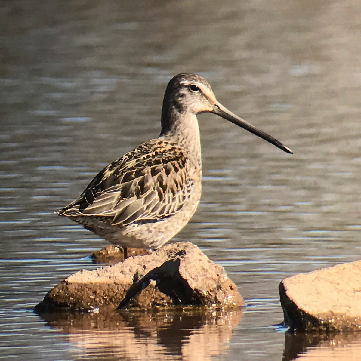 Long-billed Dowitcher - ML36872281