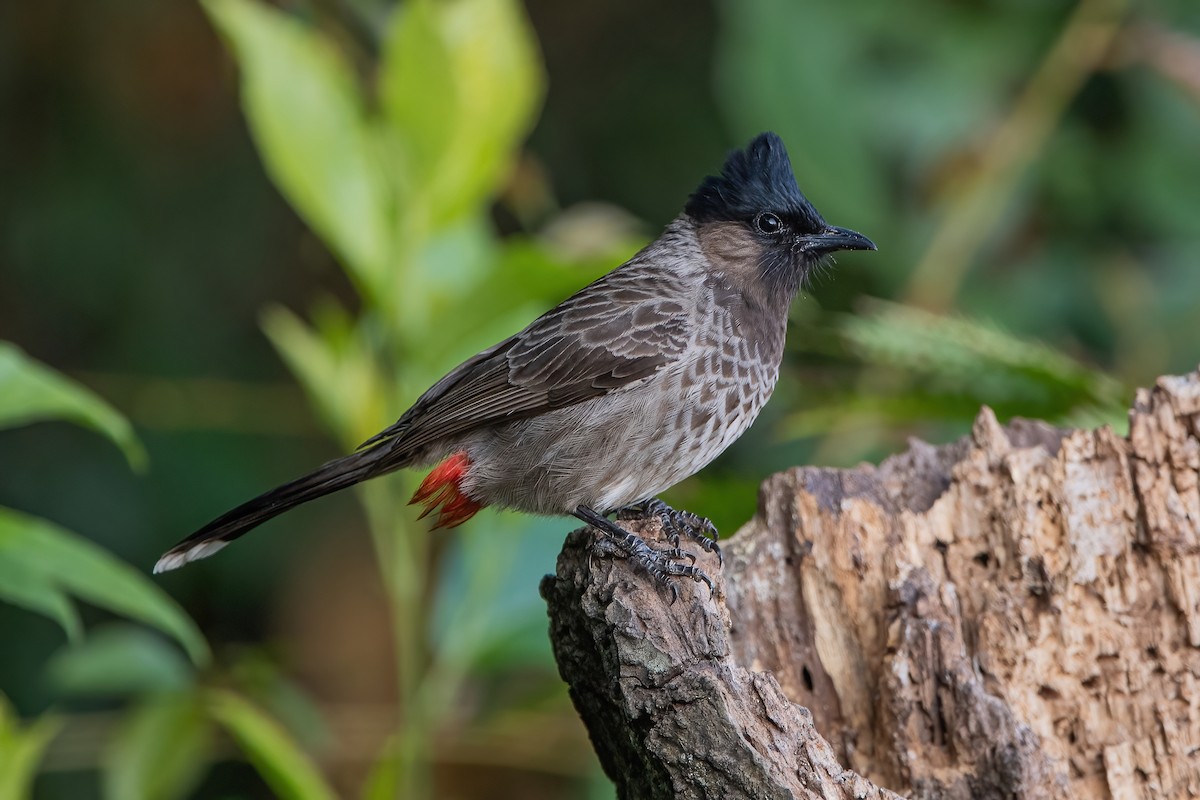 Red-vented Bulbul - ML368726191