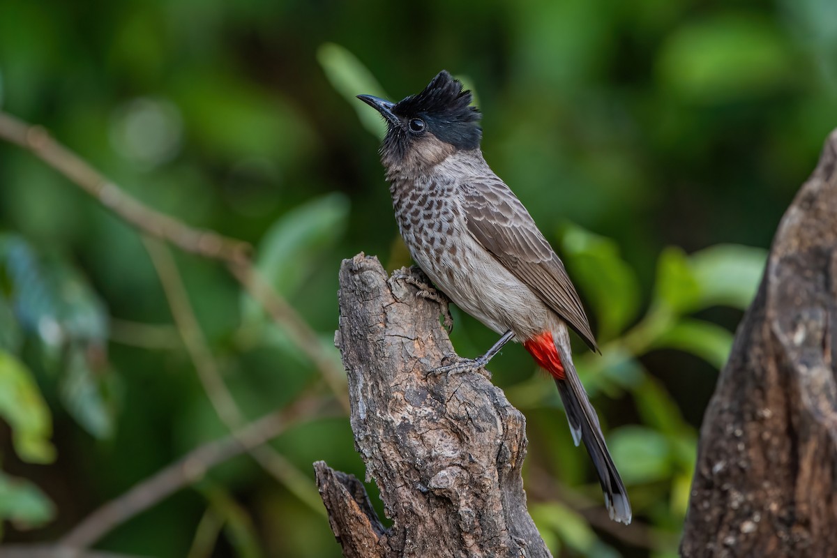 Red-vented Bulbul - ML368726241