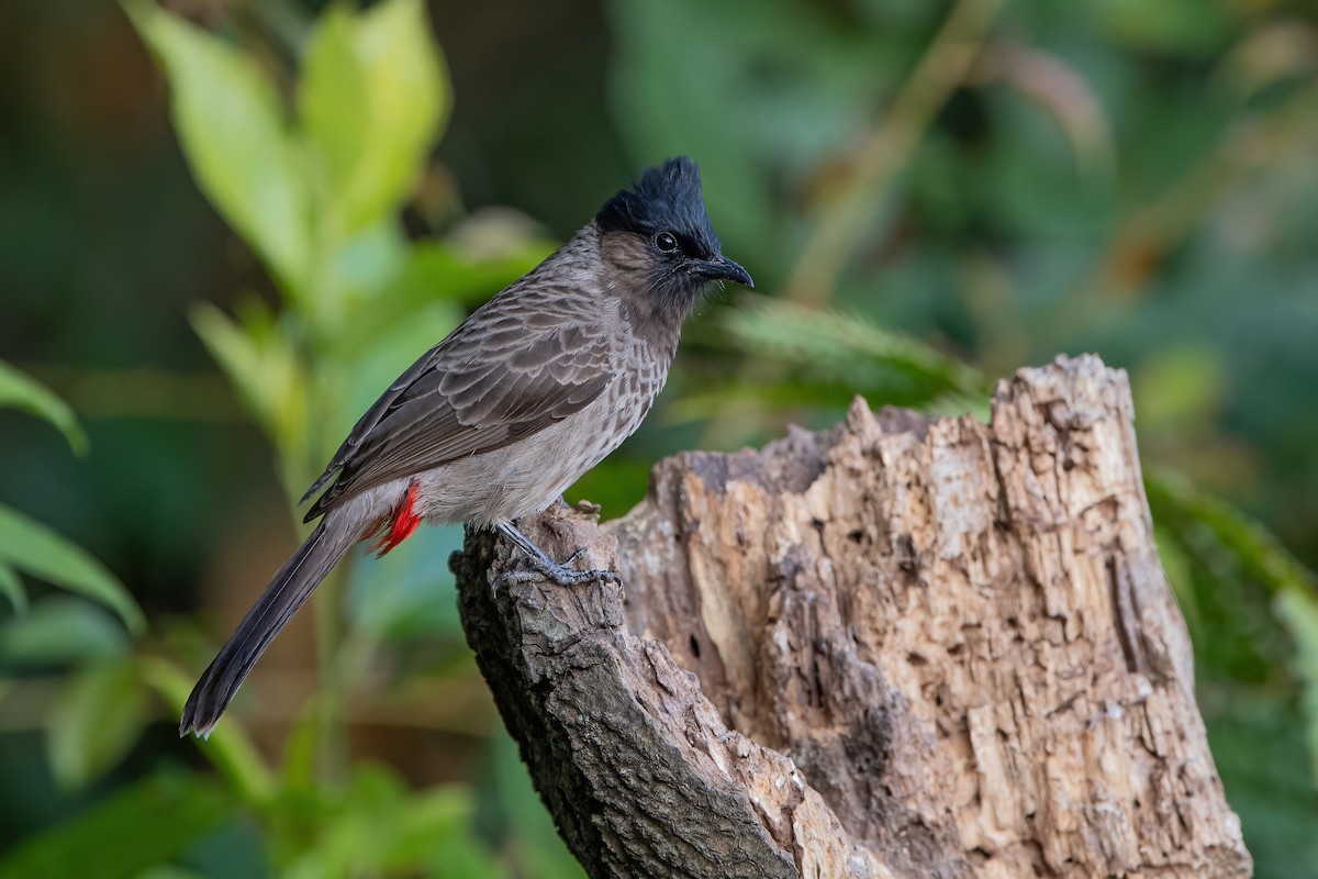 Red-vented Bulbul - ML368726451