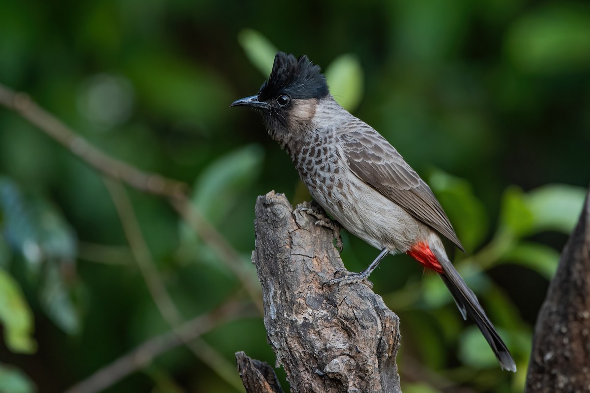 Red-vented Bulbul - ML368726461