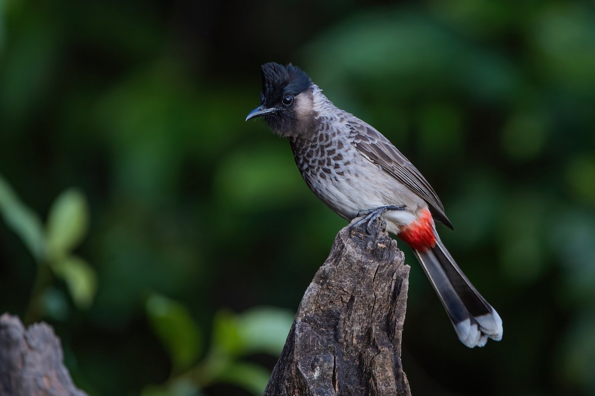 Red-vented Bulbul - ML368726491