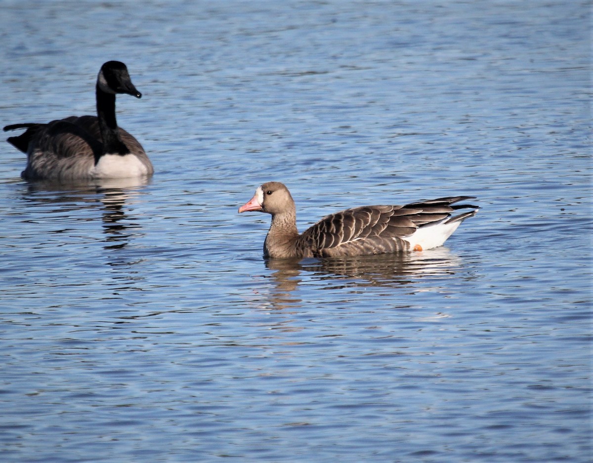 Greater White-fronted Goose - ML368730261
