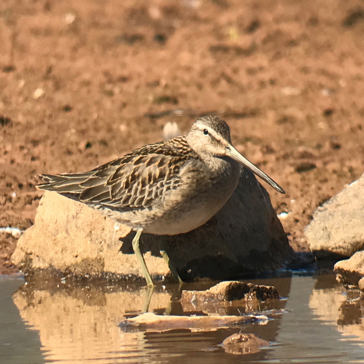 Long-billed Dowitcher - ML36873061
