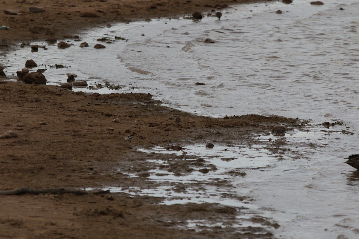Collared Plover - ML368732041