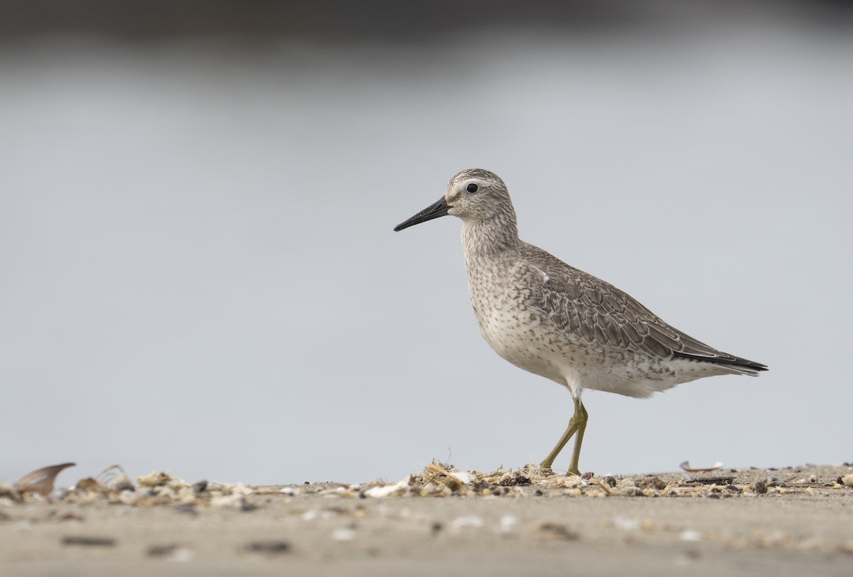 Red Knot - ML368733681