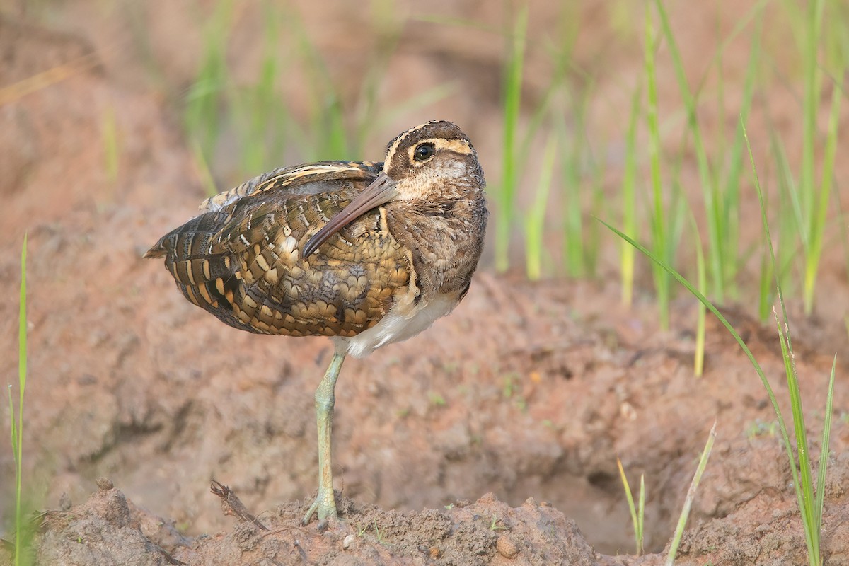 Greater Painted-Snipe - ML368738311