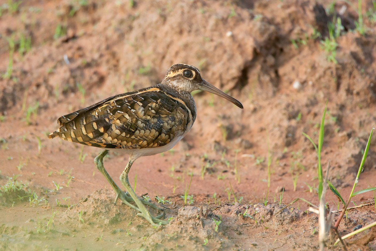 Greater Painted-Snipe - ML368738331