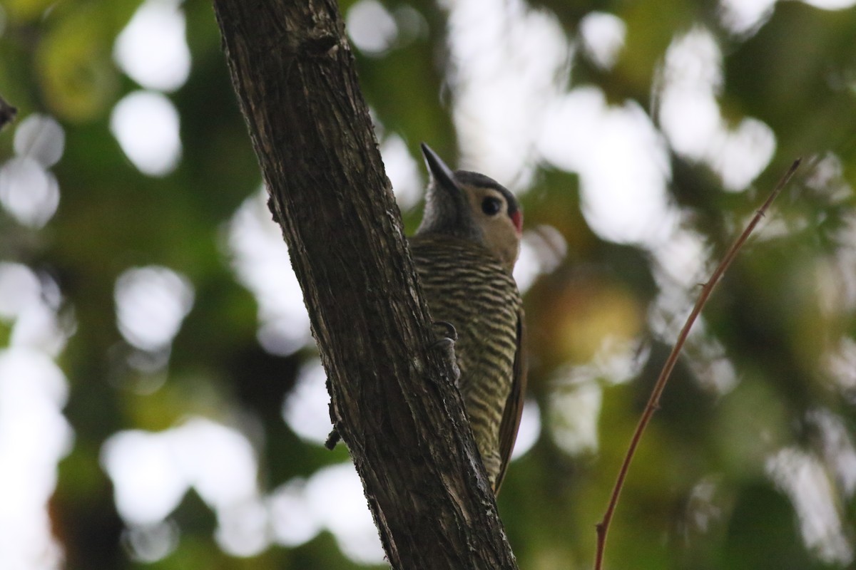Golden-olive Woodpecker - ML368739471