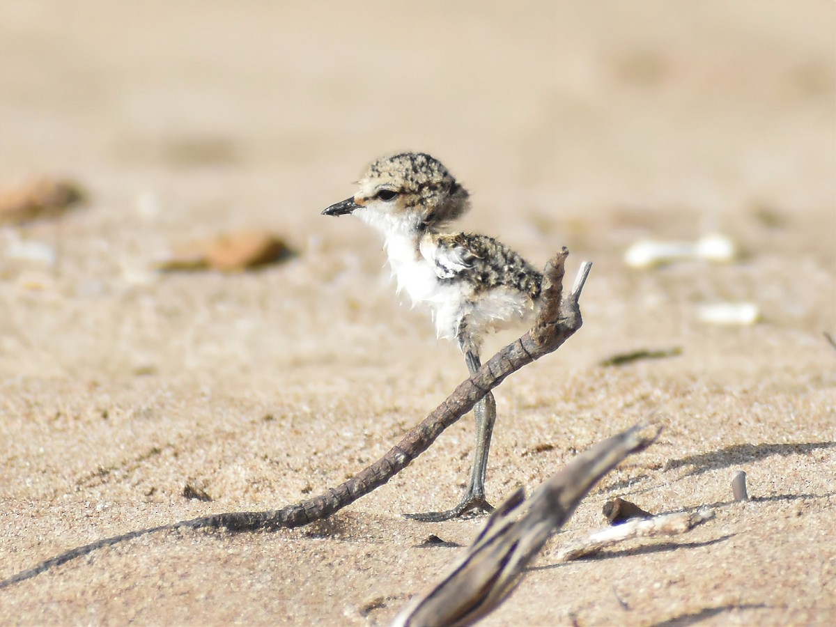 Red-capped Plover - ML368742361