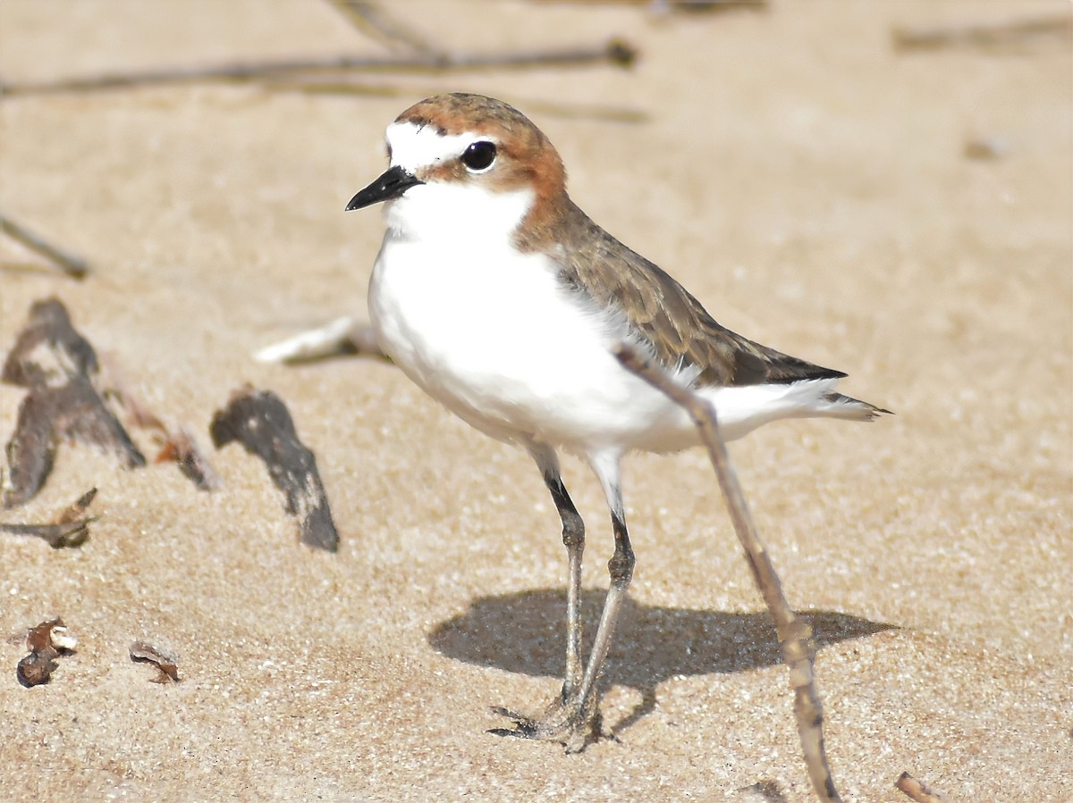 Red-capped Plover - ML368742391
