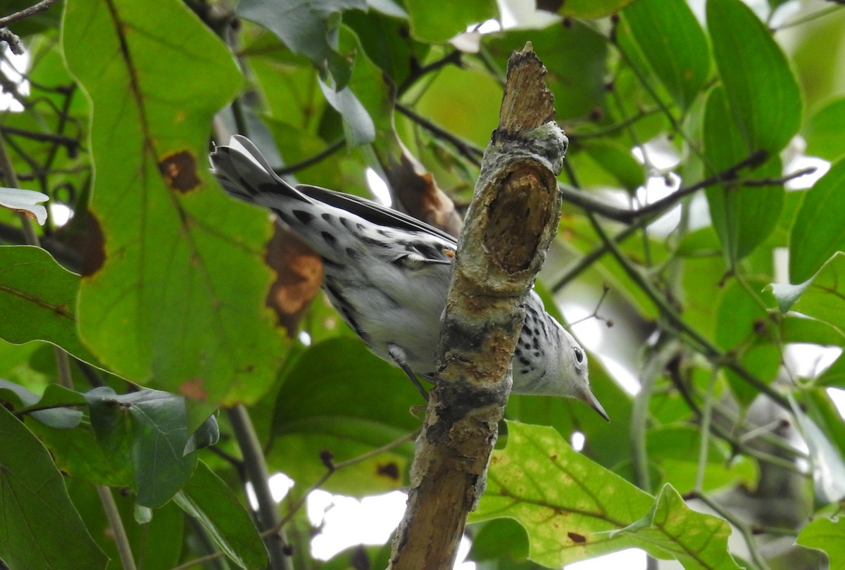 Black-and-white Warbler - ML368750761