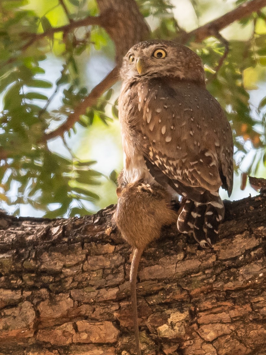 Pearl-spotted Owlet - ML368755751