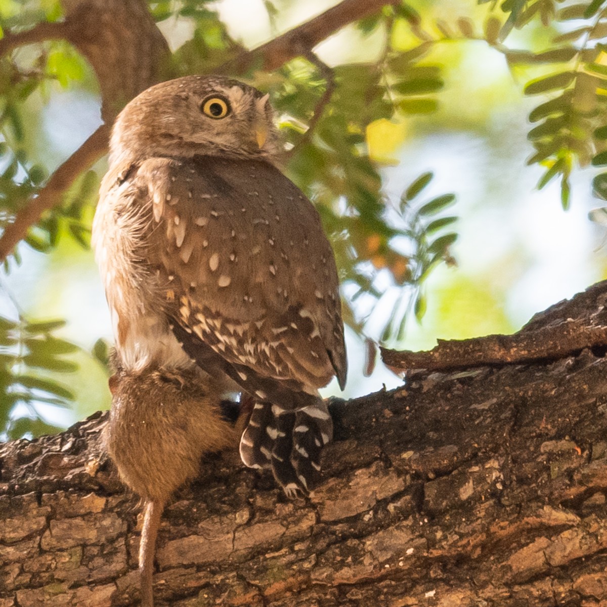 Pearl-spotted Owlet - ML368755791