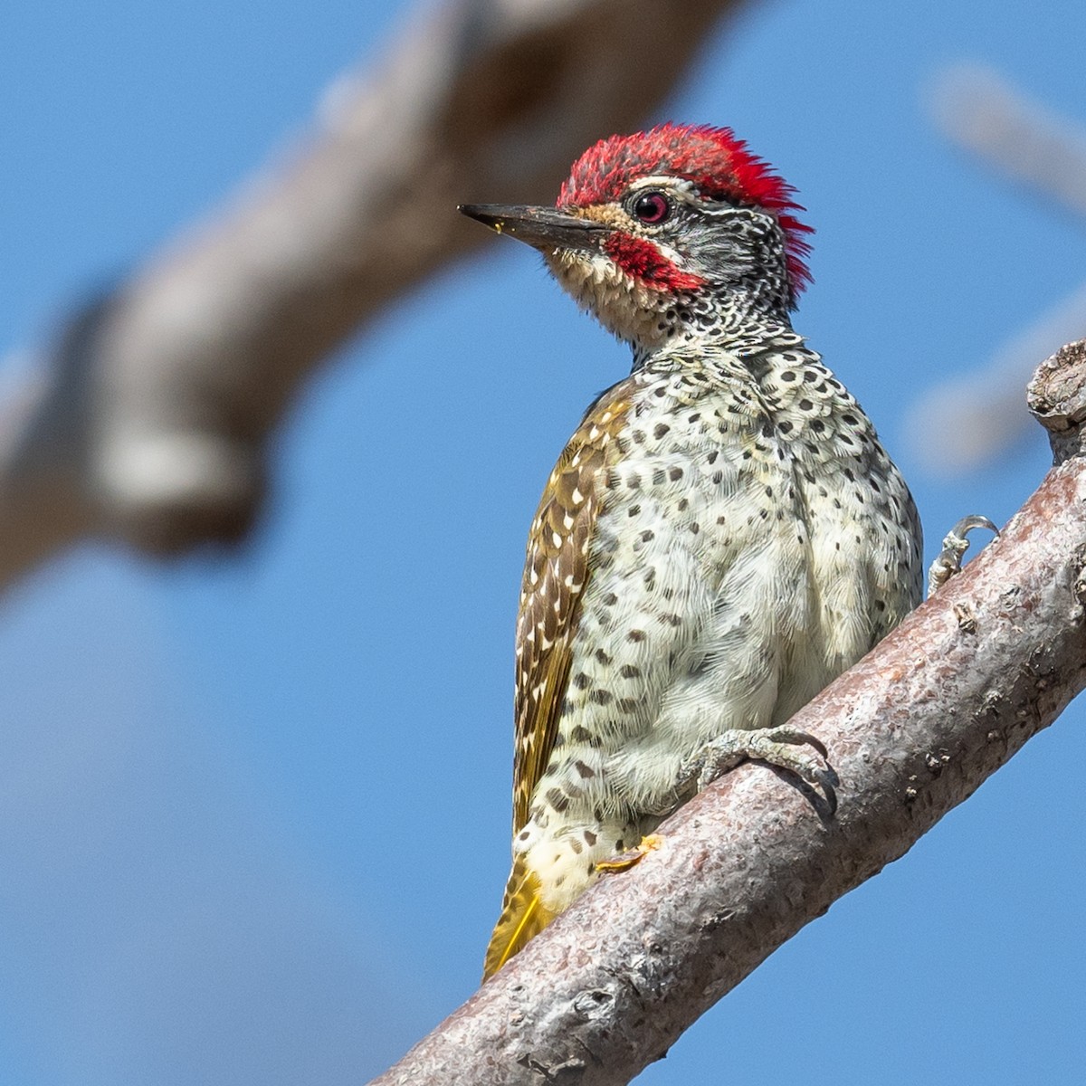 Nubian Woodpecker - ML368755821
