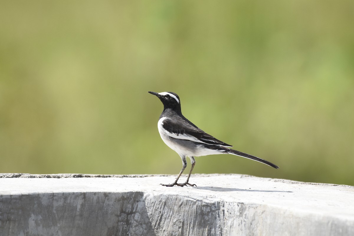 White-browed Wagtail - ML368758051