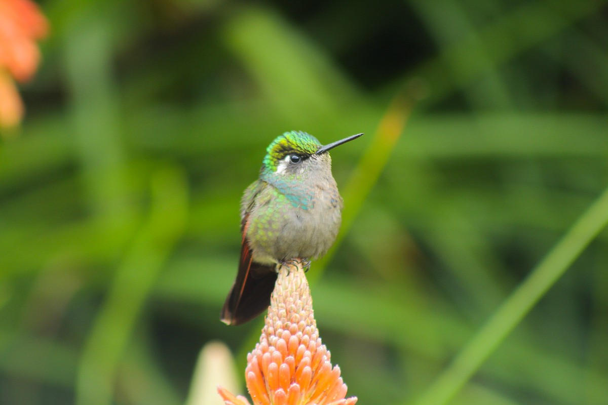 Garnet-throated Hummingbird - Esteban Matías (birding guide) Sierra de los Cuchumatanes Huehuetenango esteban.matias@hotmail.com                             +502 53810540