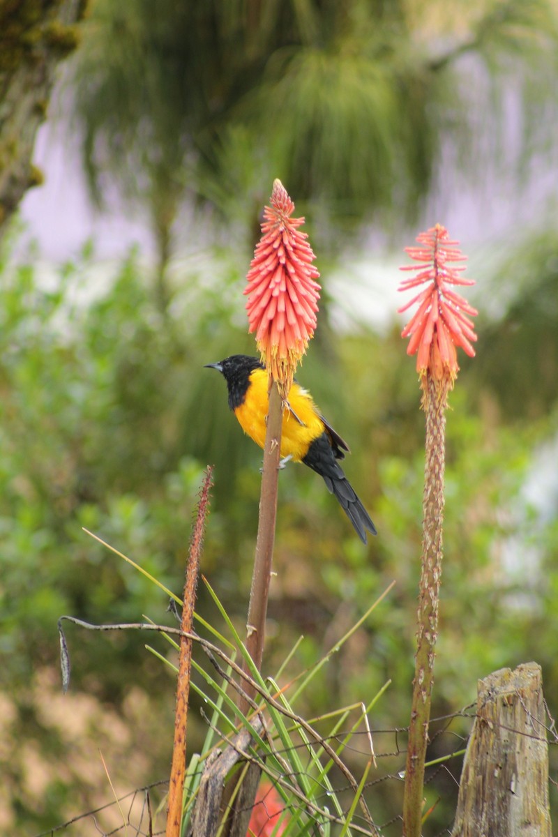 Black-vented Oriole - Esteban Matías (birding guide) Sierra de los Cuchumatanes Huehuetenango esteban.matias@hotmail.com                             +502 53810540