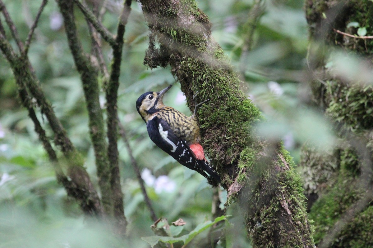 Darjeeling Woodpecker - ML368760191